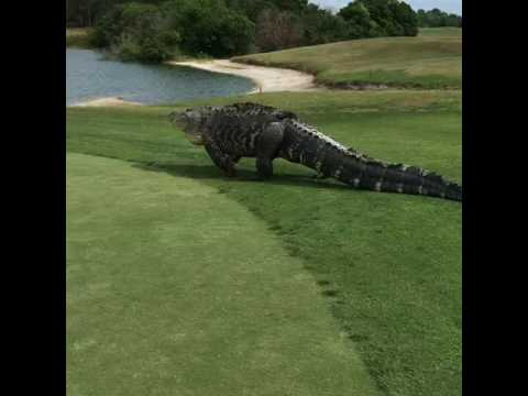 Enormous Alligator Is Back Taking Over Florida Golf Course
