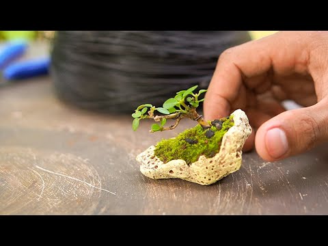 Make a mini bonsai at home