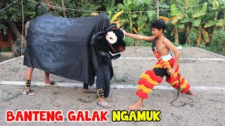 Download lagu THE BULL OF GALAK HAS BEEN CHASING PEOPLE FOR THE LUCKY KINGDOM OF THE CONQUEROR OF BARONGAN GALAK mp3