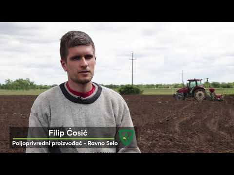 Postrna setva silažnog kukuruza -  Ravno Selo