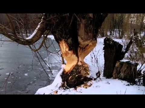 Biber am Obermain bei Bad Staffelstein  (Oberfranken/Bayern)