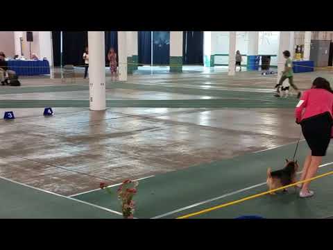 Stacia Ohira and Pasha (GCH Gomes' The Highwayman's Daughter CGCA, CGCU winning Group 1