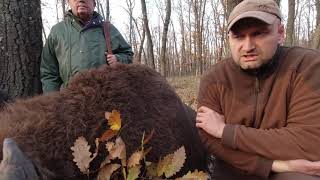 ЛОВЪТ НА ЗУБЪРА