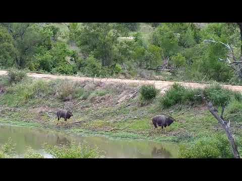 Djuma: Nyala bulls - 12:06 - 11/29/20