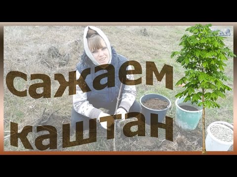 Каштан как сажать сажаем выращивать посадить каштан уход за каштаном огород сад розарий цветник