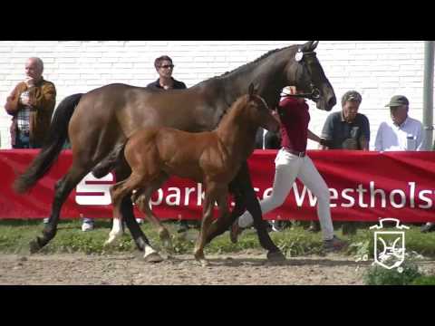 IZ128CH Stutfohlen von Cascadello I - Caretino - Alasca