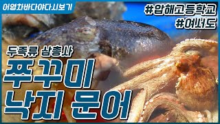 맛과 영양으로 무장한 쭈꾸미, 낙지, 문어 두족류 삼총사 총 출동! #압해고등학교 #여서도  [어영차바다야 …