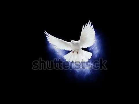 White Dove Alpha Loop 4K download