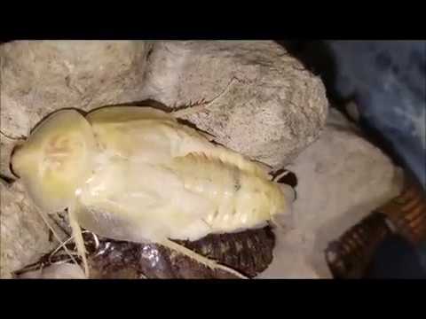 Šváb obrovský (Blaberus giganteus) — video o chove a starostlivosti