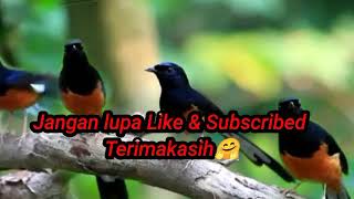 Download lagu Suara Pikat Murai Batu 100% Ampuh Sudah terbukti  Pasti datang mp3