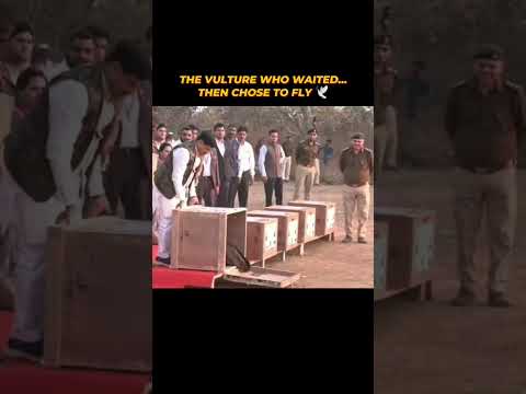 The Vulture Who Waited… Then Chose to Fly 🕊️ #shorts