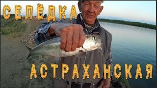Ловля селедки в астрахани весной