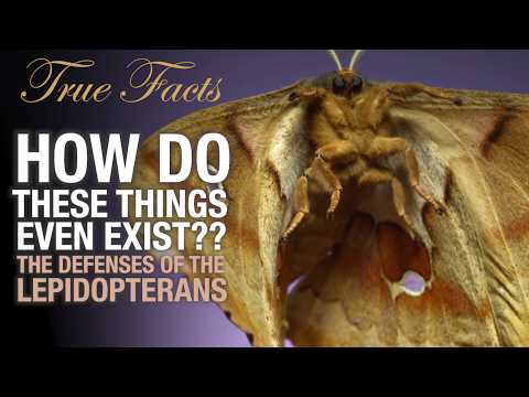 True Facts: The Crazy Defenses of Butterflies and Moths