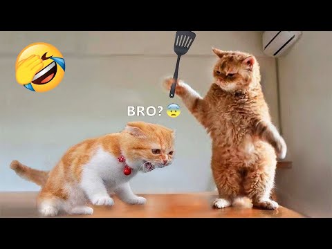 Try Not To Laugh or Grin While Watching Funny Cats and Dogs 2023