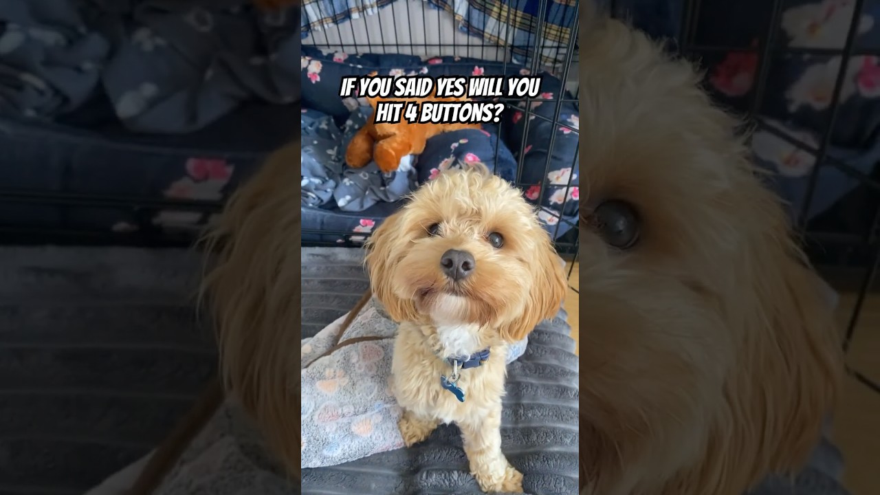 Did you scroll? 🫣 #puppy #cute #dogs #pets