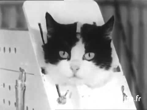 [Archival footage] FRANCE LAUNCHING THE FIRST CAT IN SPACE, Felicette.