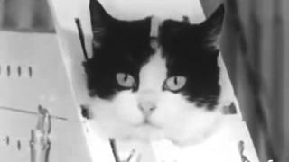 [問卦] 貓飛到太空中在想什麼?