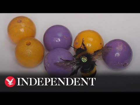 Bumble bees become first insects known to 'play with balls'