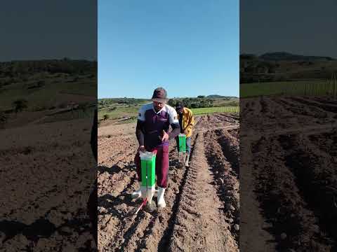 Escolha o milho certo 😉, milho de procedência direto da nossa roça #roca #milho #Bocadamata #Alagoas