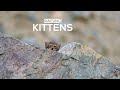 How Pallas's Cats Raise Kittens in Ladakh's Changing Landscape
