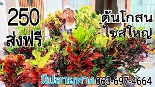 ต้นโกสนเข้าใหม่ ราคาถูก ต้นใหญ่