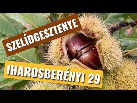 Szelídgesztenye - Iharosberényi 29