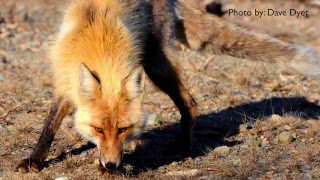 How to Get Rid of Foxes - DIY Pest Control