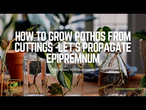 , title : 'How To Grow Pothos From Cuttings -Let's Propagate Epipremnum'