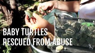 Baby Turtles Given a Second Chance (Turtle Rescue)