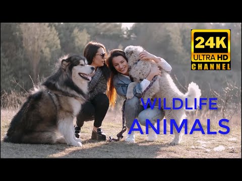 Amazing Wildlife of Botswana - 8K Nature Documentary Film (with music)