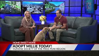 Home Sweet Home: Meet Millie