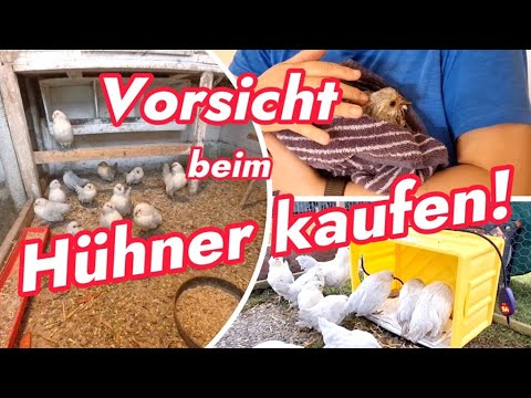 Tipps Hühner kaufen, gesunde Hühner erkennen, Quarantäne, Umgang mit Durchfall, Kokzidien beim Huhn