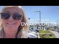 Dwarf Coyote Bush, evergreen ground cover and drought tolerant