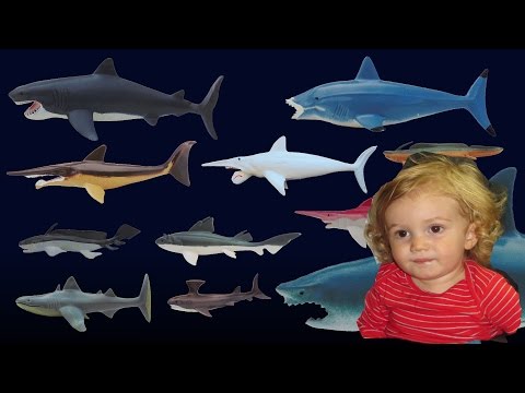 Kid's Picture Show Prehistoric Sharks - Oskar's Video Review