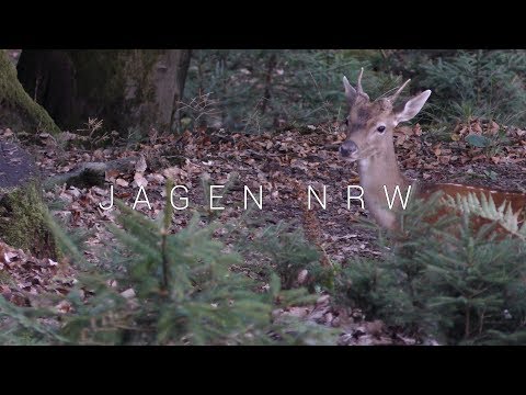 Fallow deer doublet at the start of the high season - jagenNRW diary #7