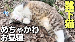 めちゃかわいい靴下猫ちゃんのお昼寝動画😸（野良猫•地域猫）🐈