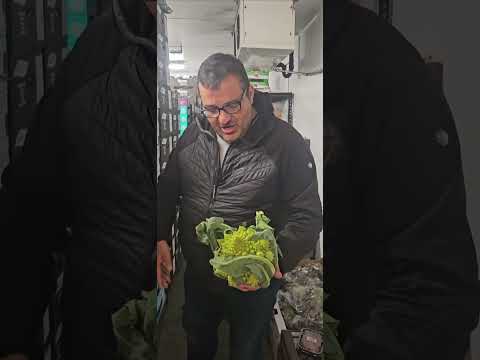 ロマネスコ 植物