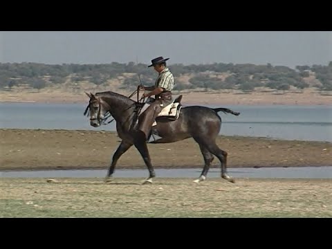 La Doma Vaquera Y Sus Ejercicios