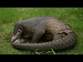 25 FAMOUS ANIMAL FROM THE ASIAN CONTINENT