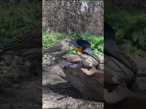 Birdday 153 Jilguero hembra Naranjero 2708 25