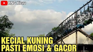 Download lagu Ampuh Banget!! Kecial Kuning Pasti Emosi dan Gacor mp3 Download lagu Ampuh Banget!! Kecial Kuning Pasti Emosi dan Gacor mp3