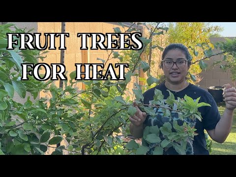 Peaches in the Desert? My Low Chill Fruit Tree Tour Zone 9b