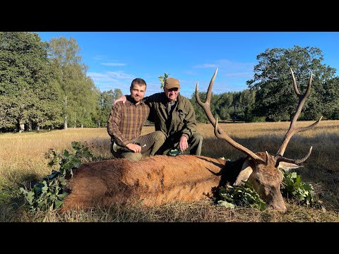 Brunftmomente in Pommern - Topangebot zur Brunft