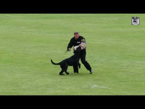 Heiko Pirk mit dem Riesenschnauzer Isko vom Seddinger See im Schutzdienst für den PSK