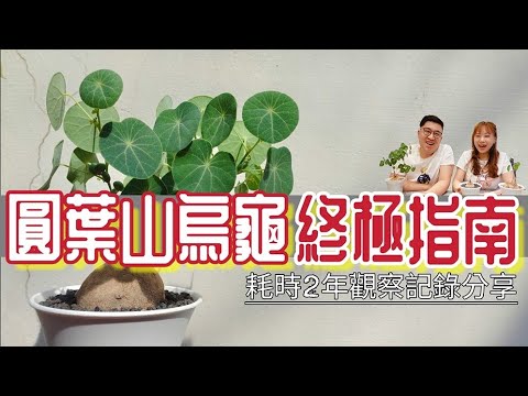 石烏龜 植物