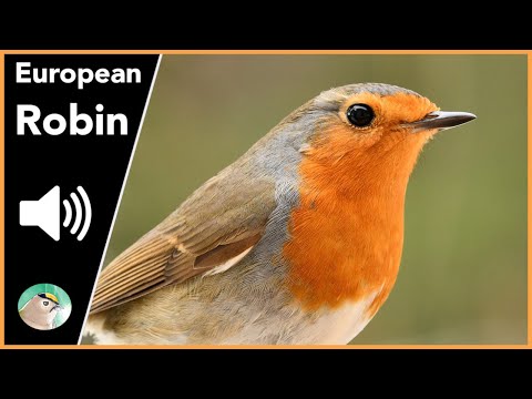 European Robin - Sounds