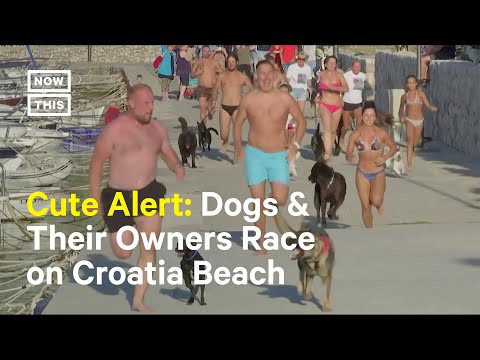 Dogs and Their Owners Race on Land and Sea in Croatia