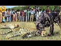 15 Moments When Hungry Leopards Broke Into People's Houses to Hunt Dogs | Animal Fights