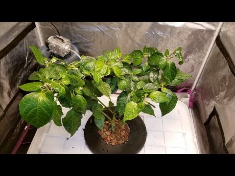 How to hydroponic - 27 Gallon Deep Water Culture DWC pepper plant upgrade