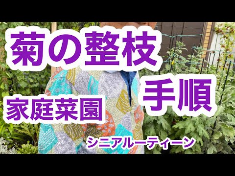 鉢植えの菊: 5 つの重要な手入れのヒント 植物